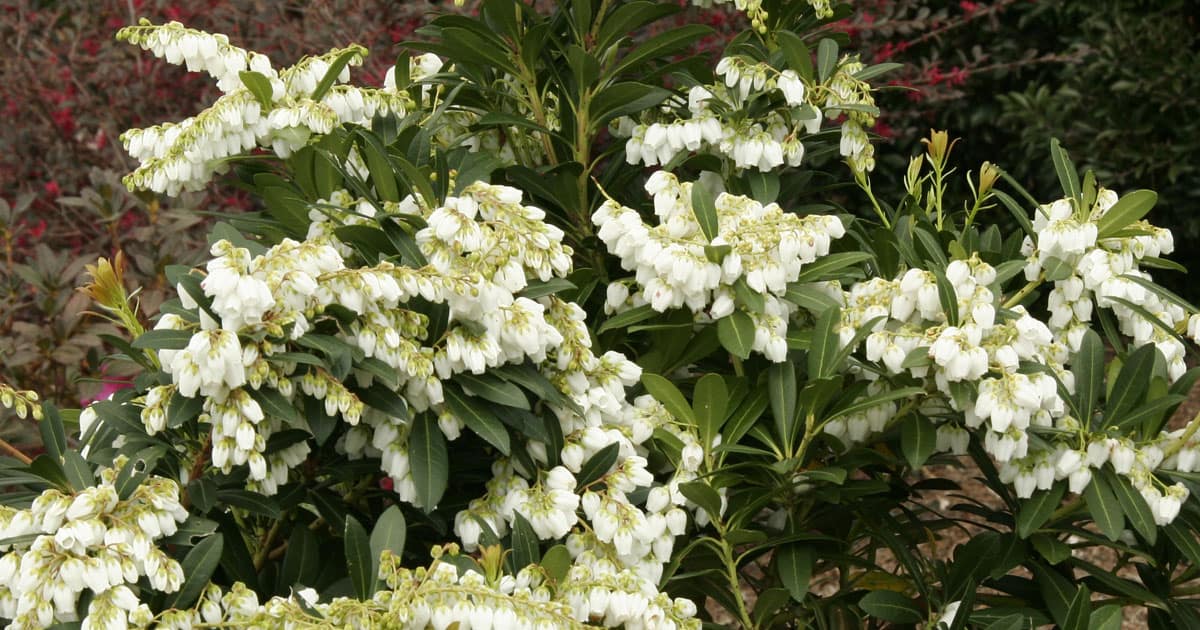 While spring and summer bring plenty of flowers to the garden, incorporate off-season blooms as well. Early-spring bulbs like Heirloom Snowflake and late season bloomers such as October Magic® Camellias can extend the bloom season from snow melt until late fall. In winter, enjoy the pendulous flower buds of Mountain Snow™ Pieris and sprays of lemon-yellow blooms on ‘Soft Caress’ Mahonia.