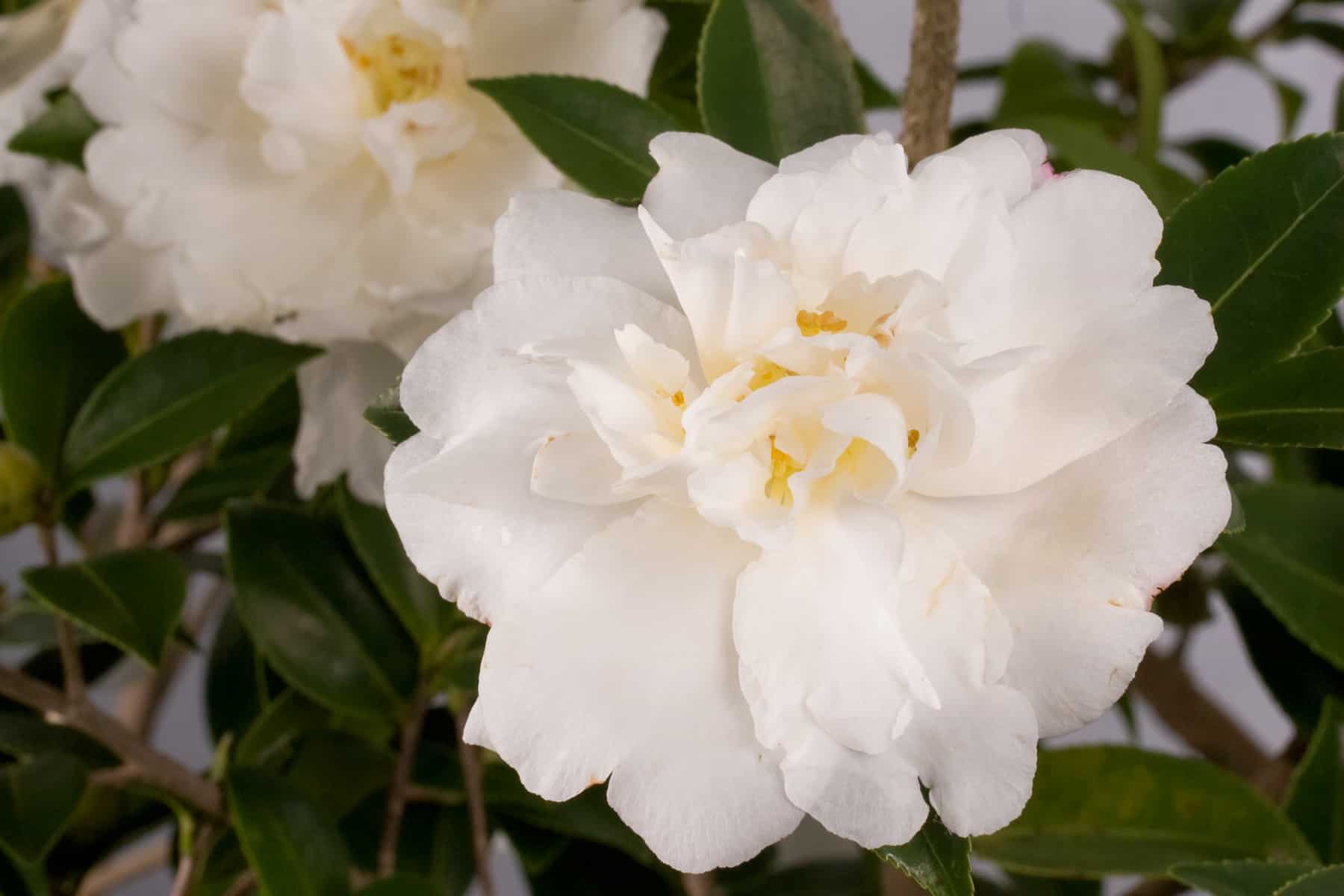 Close-up on informal double white blooms with yellow centers of Diana Camellia
