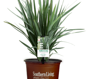 Clarity Blue Dianella  Shop Online with  – Plants