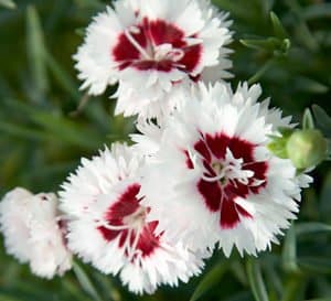 Close up of Scent First Coconot Surprise Dianthus with beautiful white flowers with a red center