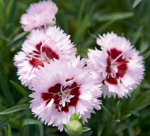 Close up of Scent First Raspberry Surprise Dianthus with blush pink blooms and a red center