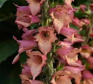 Foxlight Series Foxglove with tall spikes of large raspberry flower