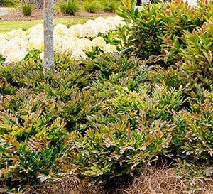 A mass planting of Cast in Bronze Distylium in a garden bed with large white blooming Hydrangeas in the background under a canopy of pine trees