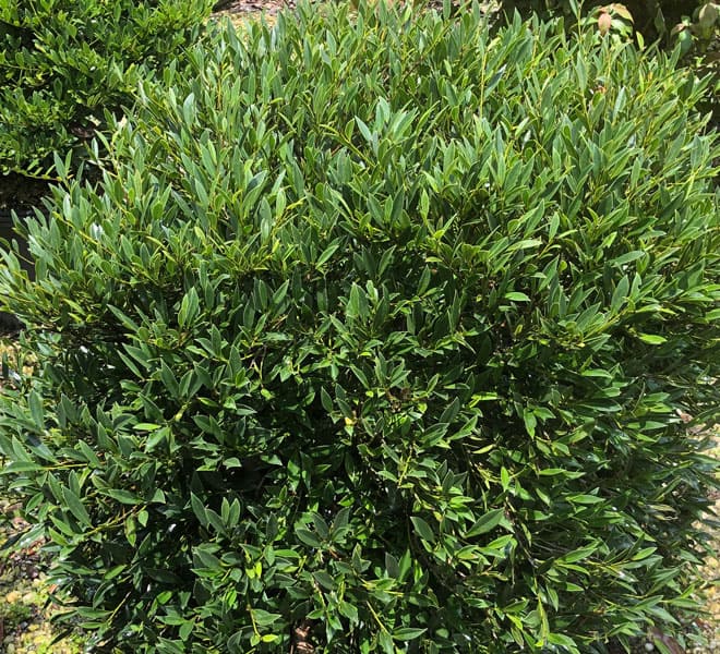 Beautiful, uniform, dark green foliage and a rounded low-prune habit make this evergreen shrub an ideal foundation plant or boxwood alternative. Pest and disease resistant