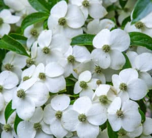 Close-up on white flowers of Empress of China Dogwood