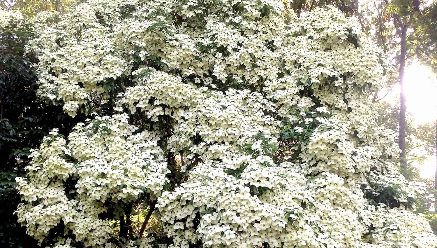 Hundreds of Empress of China white blooms cover this dogwood tree