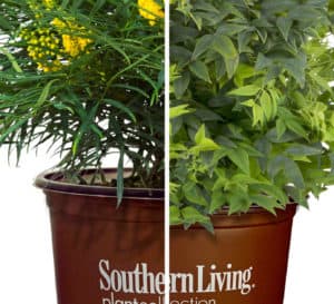 Soft Caress Mahonia and Lemon Lime Nandina plants in brown Southern Living plant Collection plastic pots