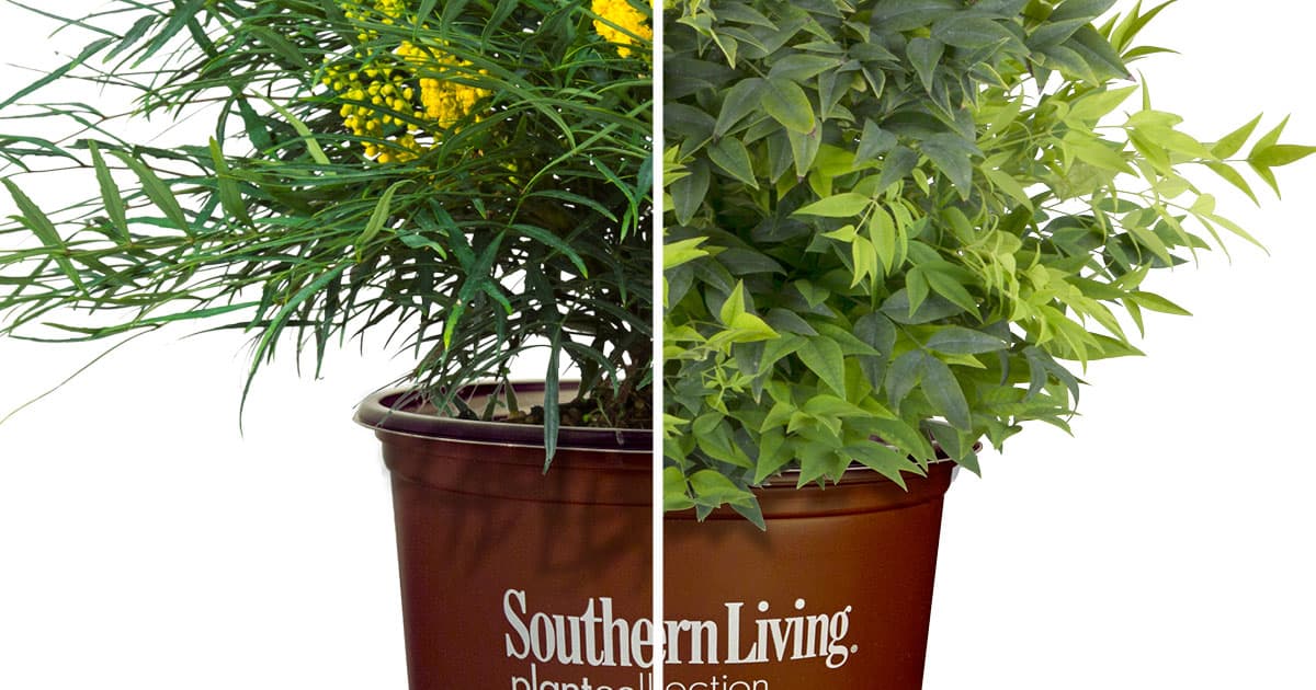 Soft Caress Mahonia and Lemon Lime Nandina plants in brown Southern Living plant Collection plastic pots