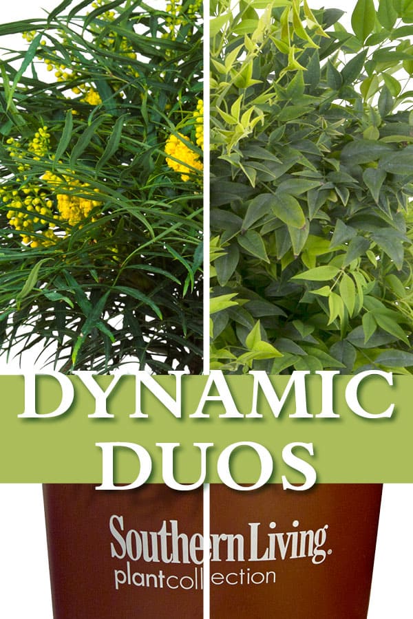 Soft Caress Mahonia and Lemon-Lime Nandina make a powerful duo in the garden