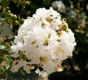 Close-up of white blooms of Early Bird White Crapemyrtle and its green foliage