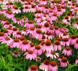 A field of Crazy Pink Echinacea flowers in bright pink with pink-orange-brown cones