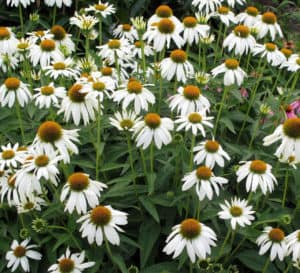 Countless Crazy White Echinacea with white blooms and a yellow center