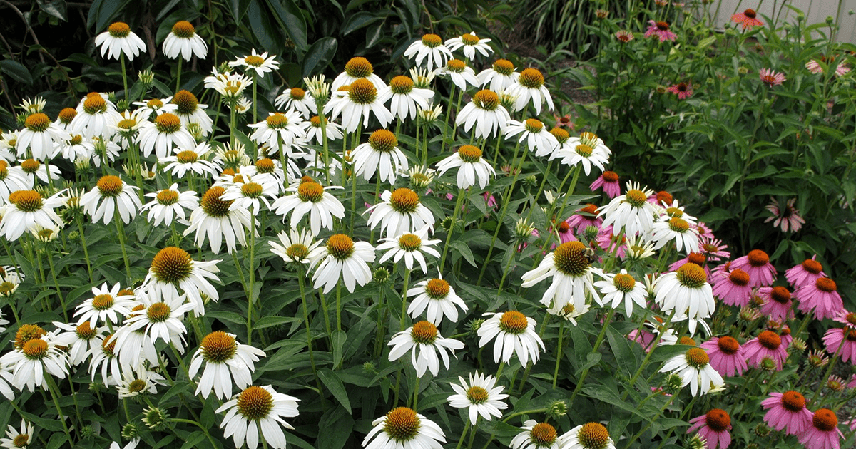 A field of Crazy Pink Echinacea flowers in bright white with dark cones