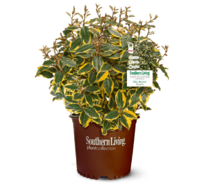 Clipped, potted, and tagged Olive Martini Elaeagnus with gold edged vibrant foliage.