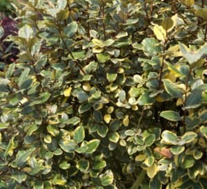 Olive Martini Elaeagnus with gold edged vibrant foliage.
