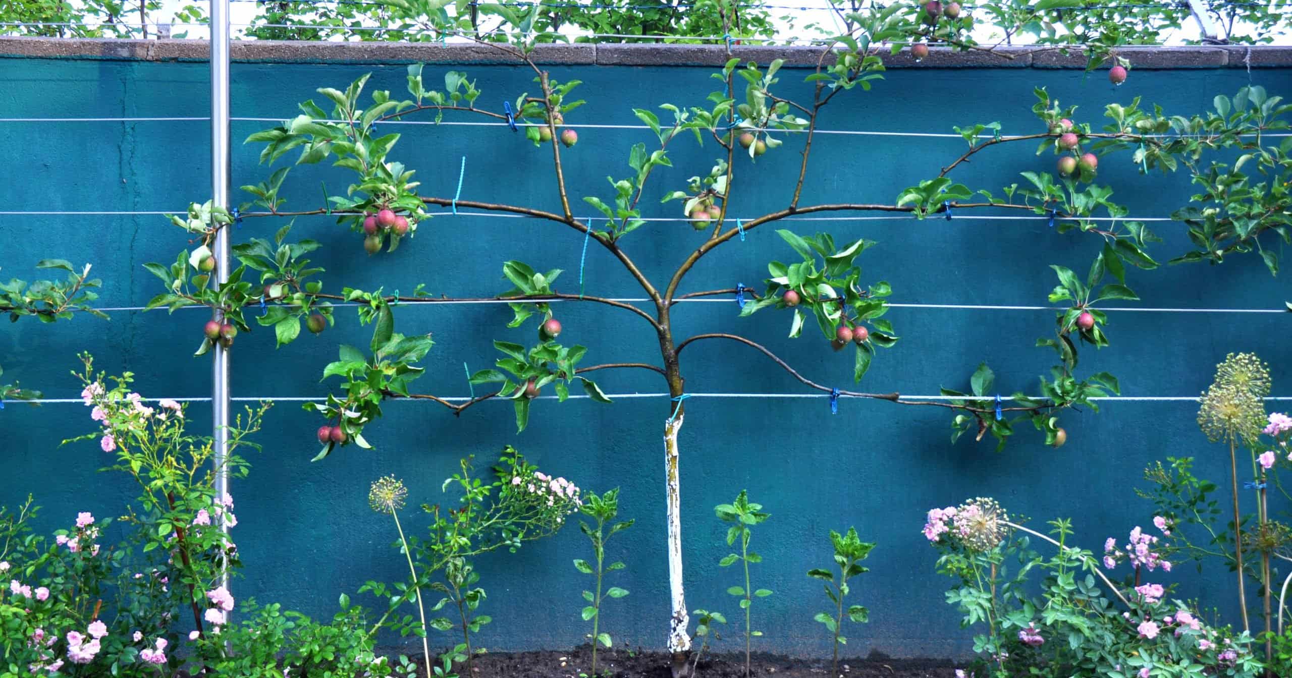 Espalier shaped apple tree pruned along a fence