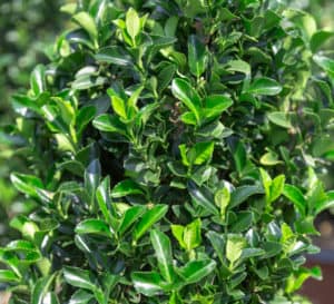 Close up Irish Mint Euonymus with dense evergreen foliage