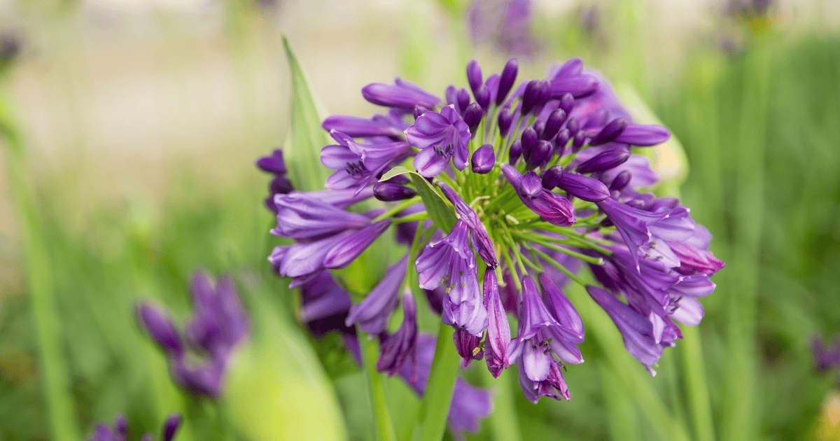 A bright purple bloom head on an Ever Amethyst Agapanthus at close-up view is set on a background of out of focus golden foliage colors
