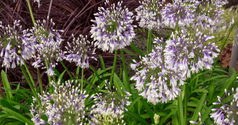 ever twilight agapanthus blooms planted in a garden bed