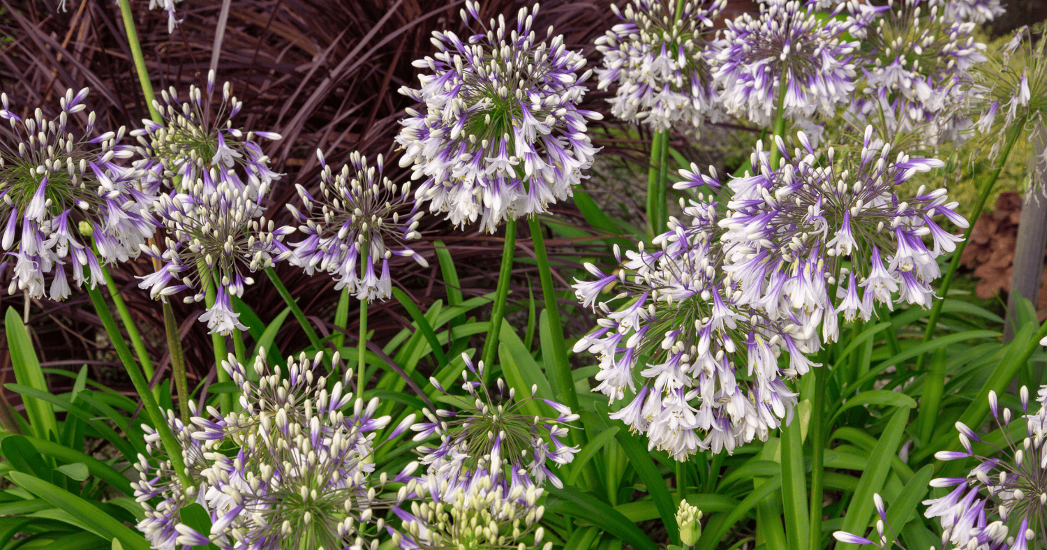 ever twilight agapanthus blooms planted in a garden bed