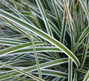 Carex EverColot Everest with white striped foliage