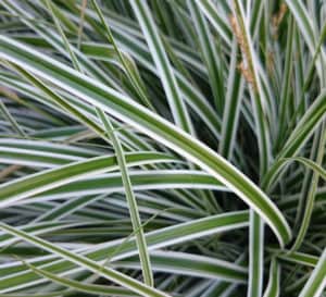 Carex EverColot Everest with white striped foliage