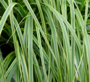 superb ground cover and container plant with distinctive green foliage with lime margins