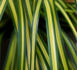 superb groundcover and container plant with distinctive lime-yellow striped foliage