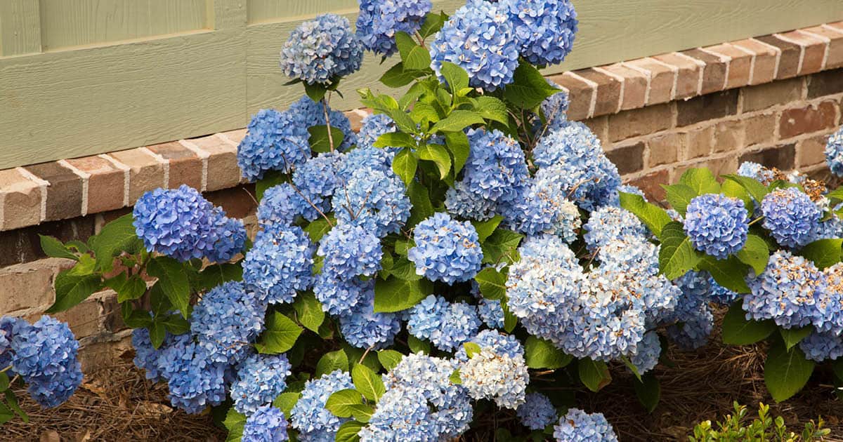 As the sun travels west, a tall privacy wall throws shade across much of the garden. This provides optimal morning sun and afternoon shade for heat-sensitive plants like Dear Dolores™ Hydrangea and protects Diana™ Camellia from winter winds. 