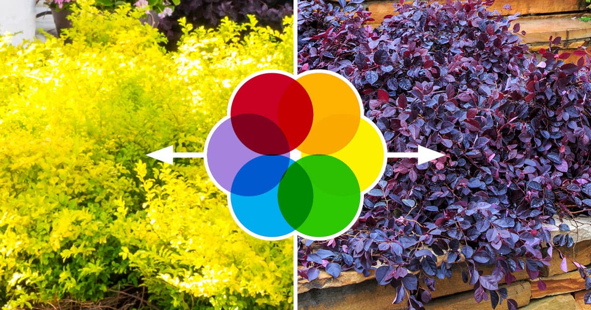 Complementary Colors In The Landscape, Landscaping Color Schemes