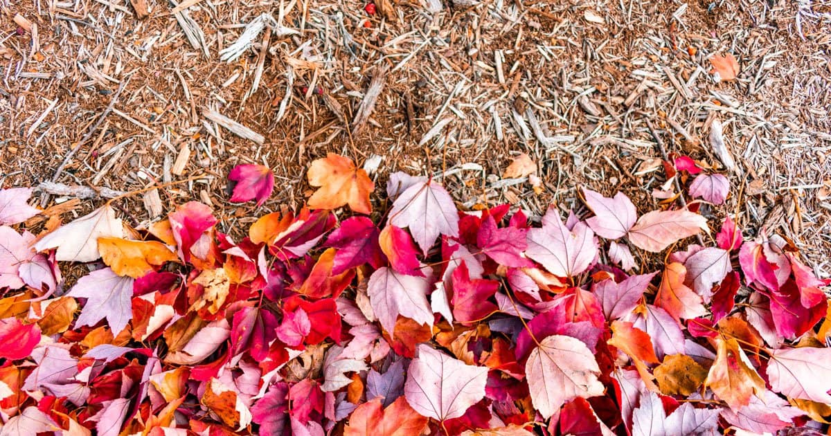 Fall leaves and mulch before a Southern Living Plants project