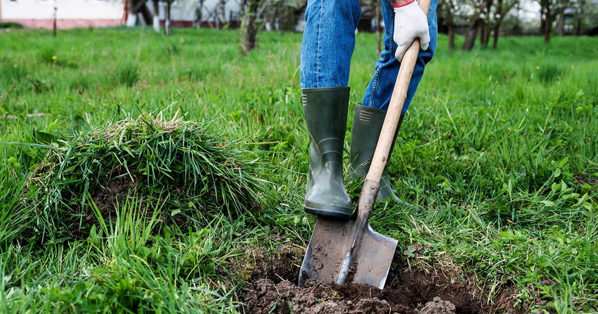 Person wearing gardening boots digging holes with shovel