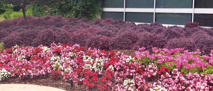 pink and purple flower bed