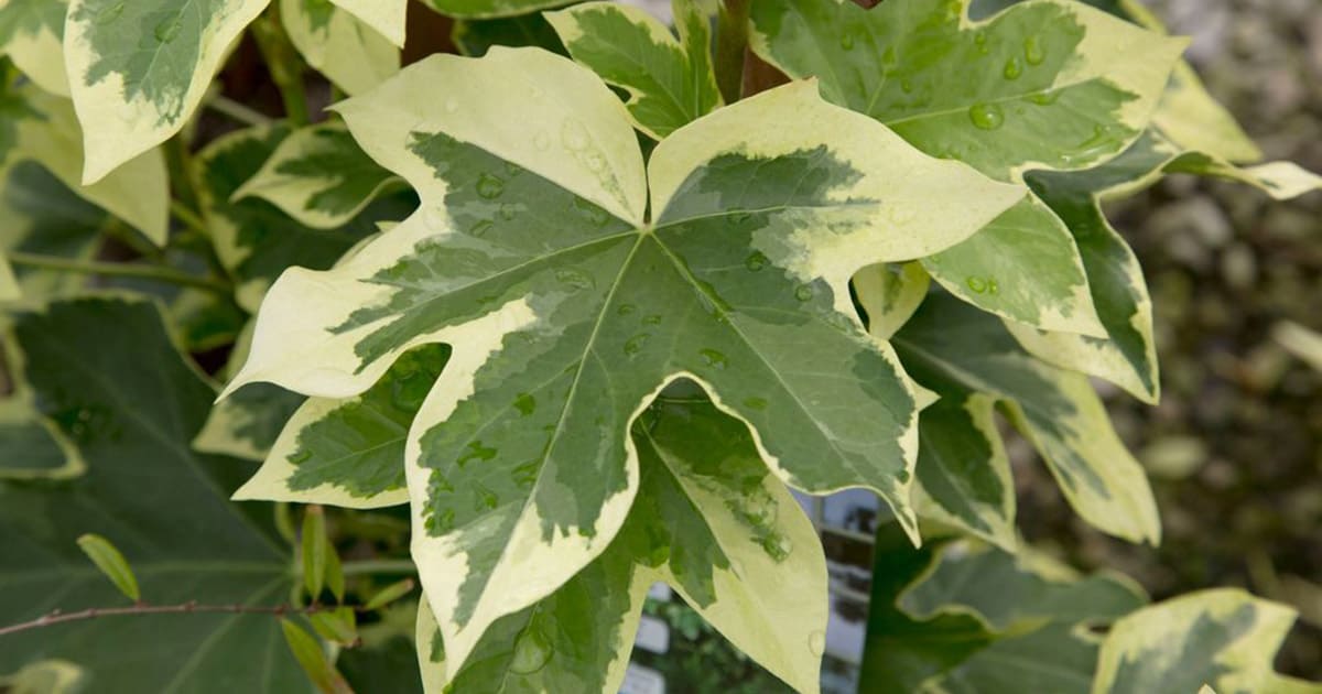 Green and cream variegated Ivy-shaped leaves of Angyo Star Fatshedera