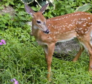 Spotted fawn in a garden scene