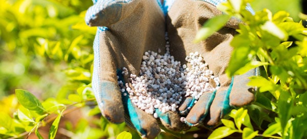 Gloved hands holding pearl fertilizer amongst foliage