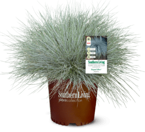 Festuca Beyond Blue in Southern Living Plant Collection brown pot