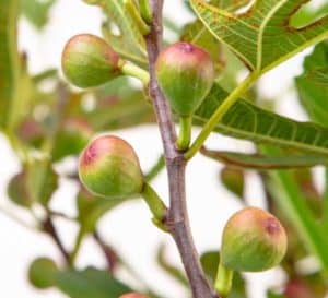 Half-ripe figs are green with pink-red bottoms attached to a vertical branch with fig leaves