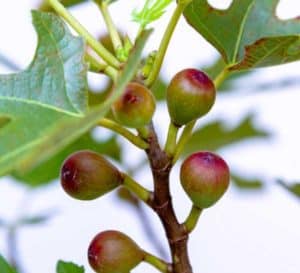 Half-ripe figs are green with pink-red bottoms attached to a vertical branch with fig leaves