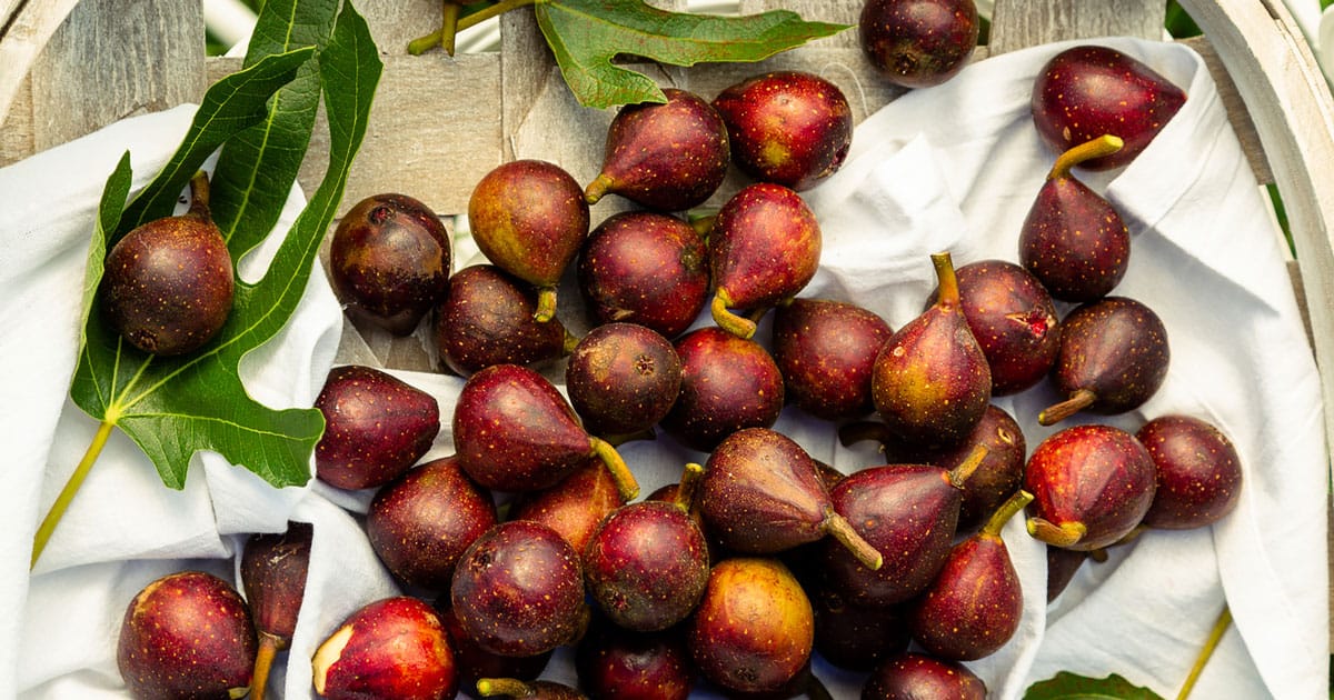Bowl full of ripened figs