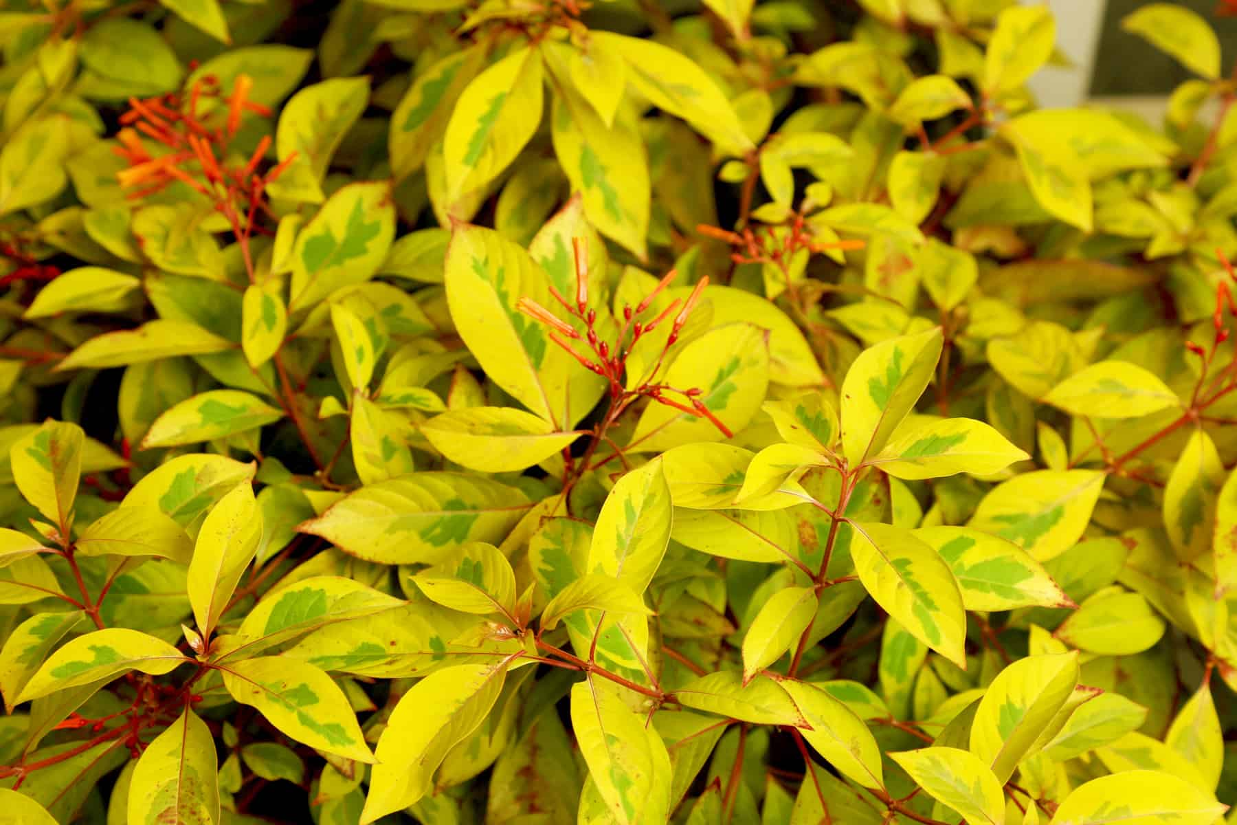 Lime Sizzler Firebush foliage at close up shows it's bright yellow leaf with green variegation and fire-red blooms