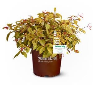 Firebush Lime Sizzler foliage with bright yellow leaf with green variegation and fire-red blooms in a Southern Living Plant Collection brown pot