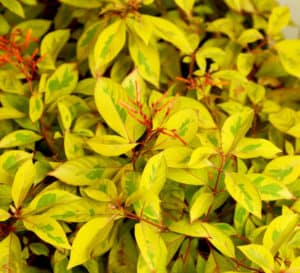 Lime Sizzler Firebush foliage at close up shows it's bright yellow leaf with green variegation and fire-red blooms