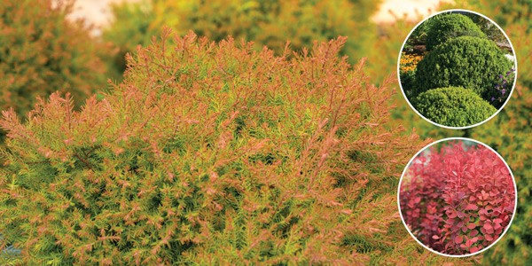Five Uses for Fire Chief Boxwood Barberry