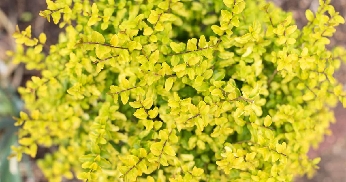 Close up of Sunshine Ligustrum with vibrant yellow foliage