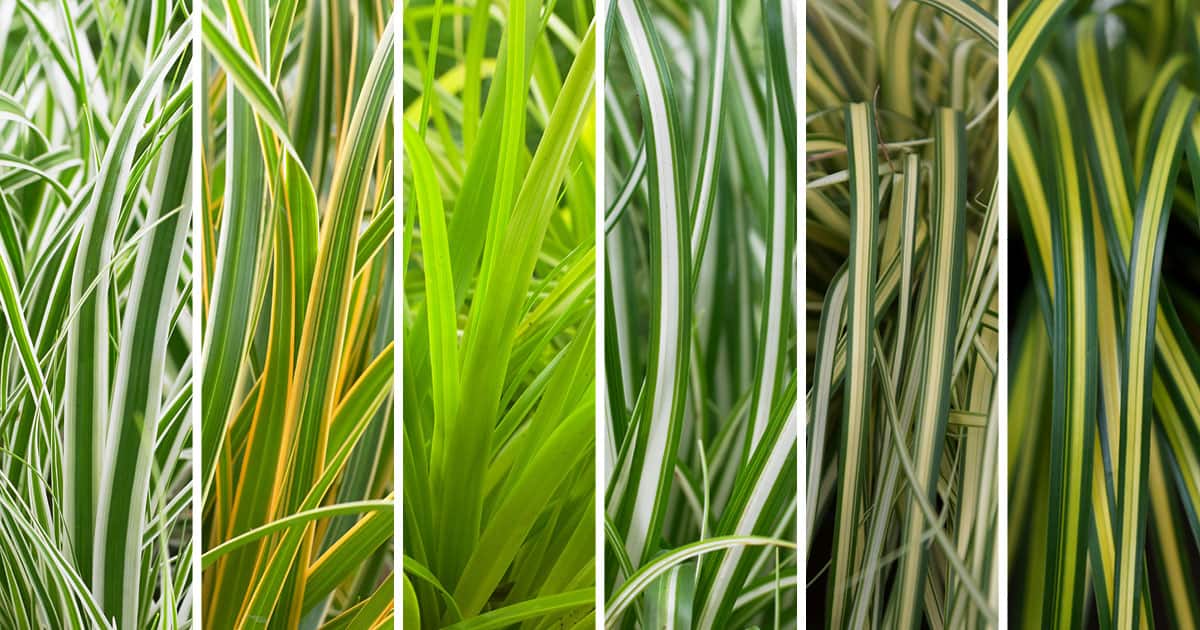 Collage of 5 varieties of green-, white- and gold-striped Carex ornamental grass