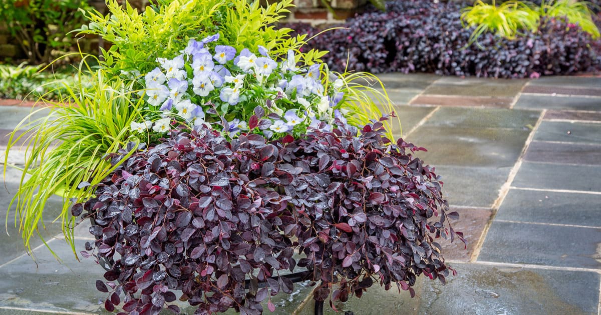 Purple Pixie® Dwarf Weeping Loropetalum and EverColor® ‘Everillo’ Carex are a match made in heaven. 