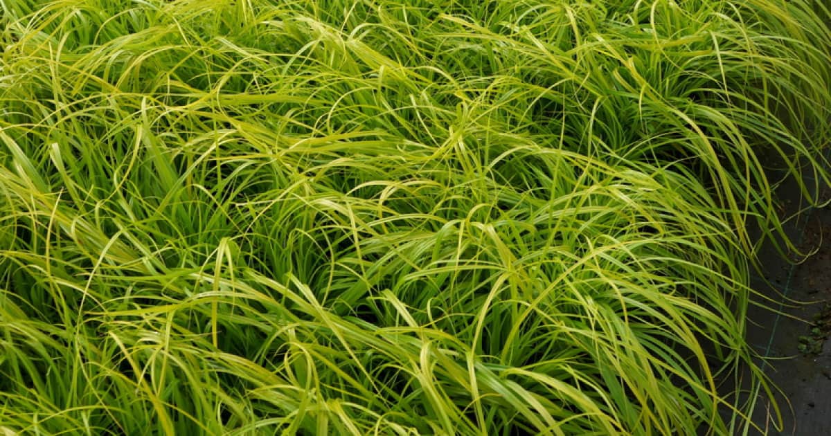Embrace pathways with the gracefully-arching foliage of EverColor® ‘Everillo’ Carex. 