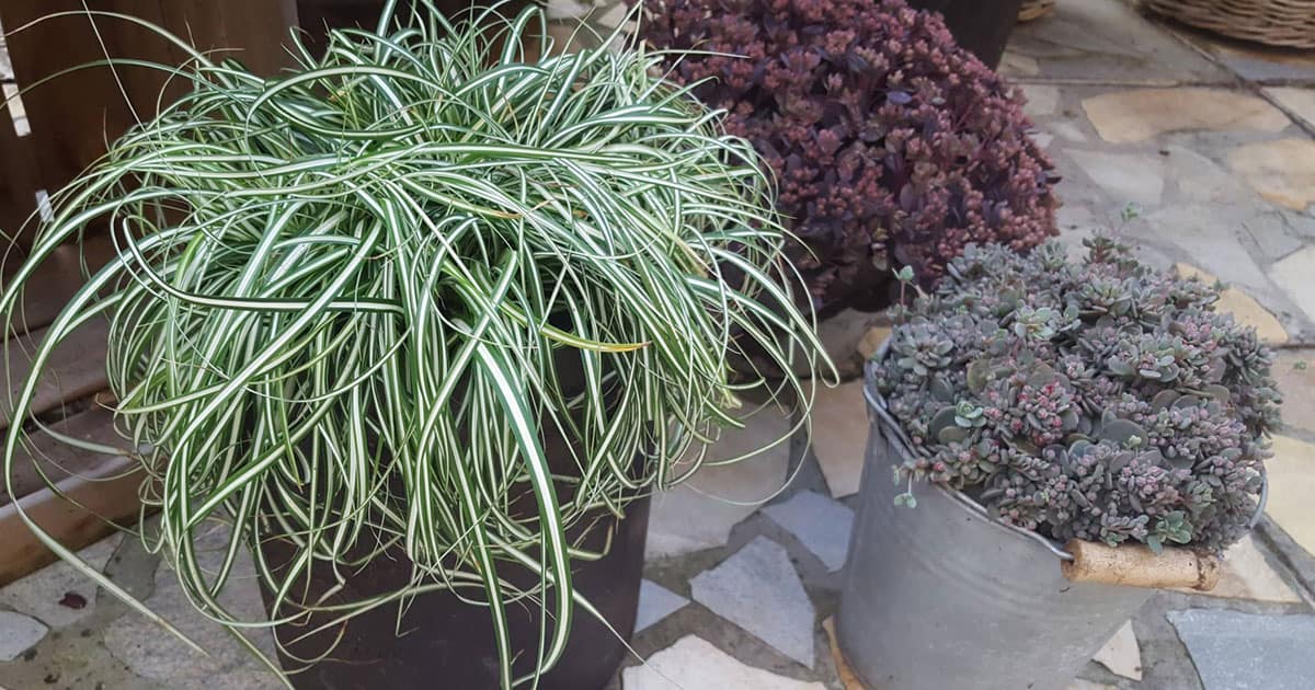 Potted Carex Evercolor Everest in patio landscape