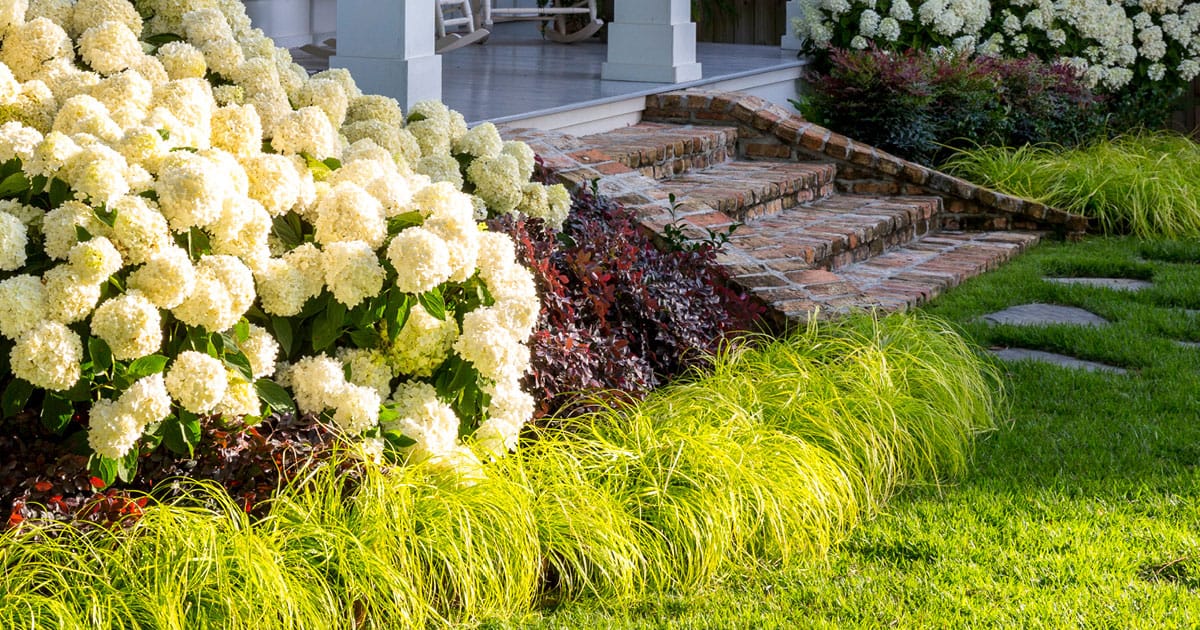 A Southern Living border planted with Everillo Carex and White Wedding Hydrangea